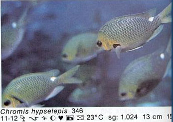 Chromis hypselepis